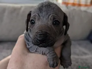 Mexican Hairless dogs Mini mexican coated/hairless xoloitzcuintli - Advert 8