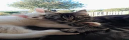 Mixed Breed cats for sale: 4 attractive Turkish Angora/Maine Coon kittens in Newquay - Advert 19