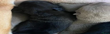 Shar Pei 6