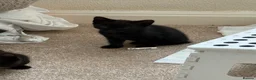 Mixed Breed cats for sale: Black kittens  - Advert 9