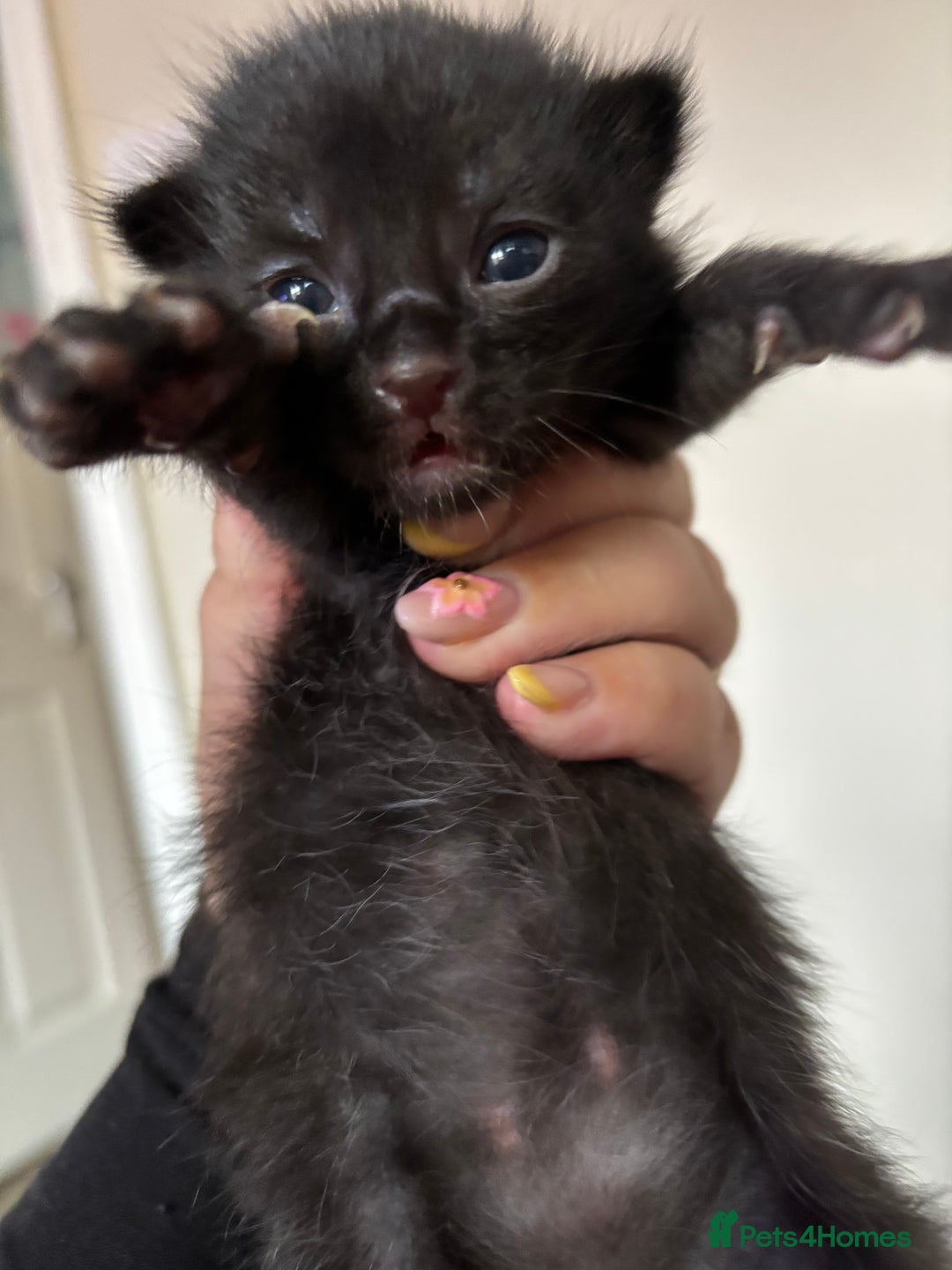 Maine Coon cats for sale: 5 bengal/maine coon kittens - Image 8