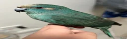Parakeets birds for sale: Blue pied kakariki in Watford - Advert 1
