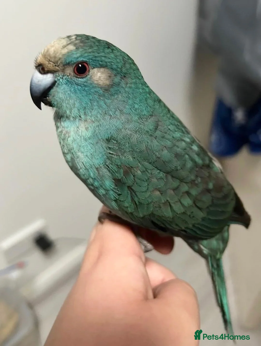 Parakeets birds for sale: Blue pied kakariki in Watford - Advert 1