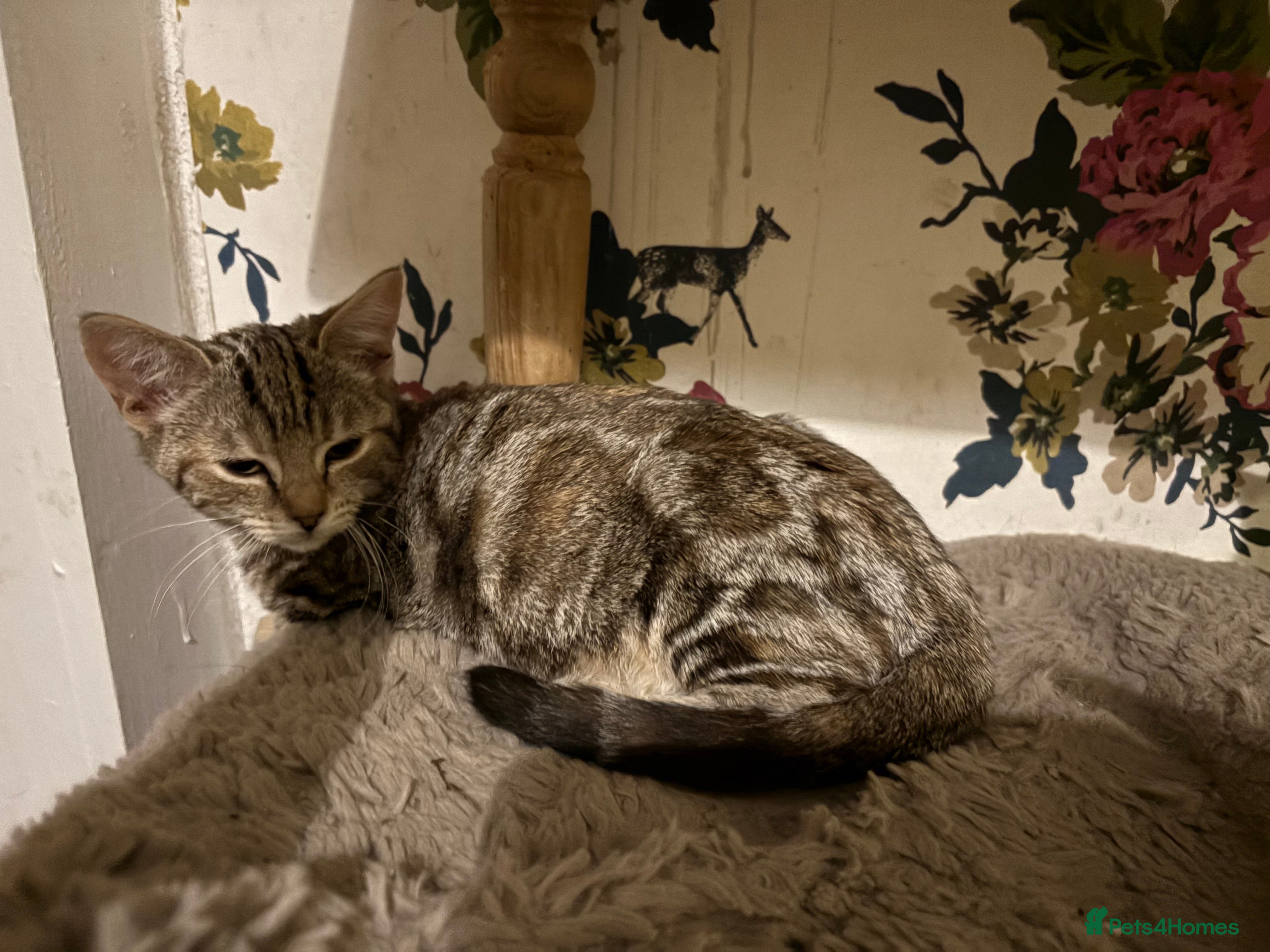 Mixed Breed cats 1 beautiful tabby kitten now available  - Advert 16