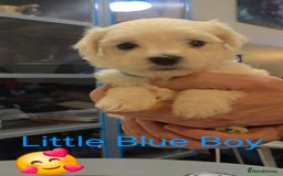 Maltese dogs for sale: Adorable Maltese puppies - Image 8