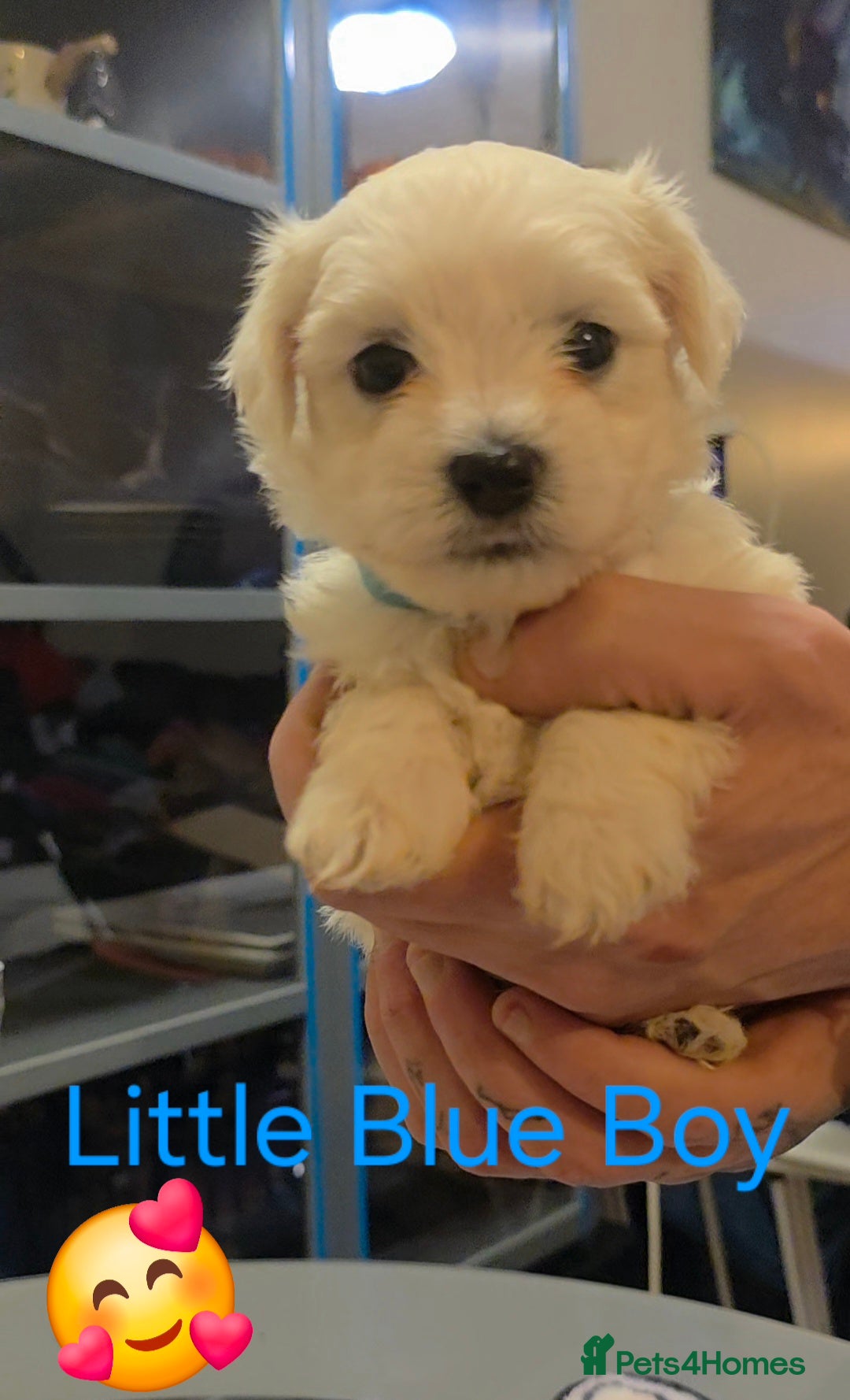 Maltese dogs for sale: Adorable Maltese puppies - Image 8