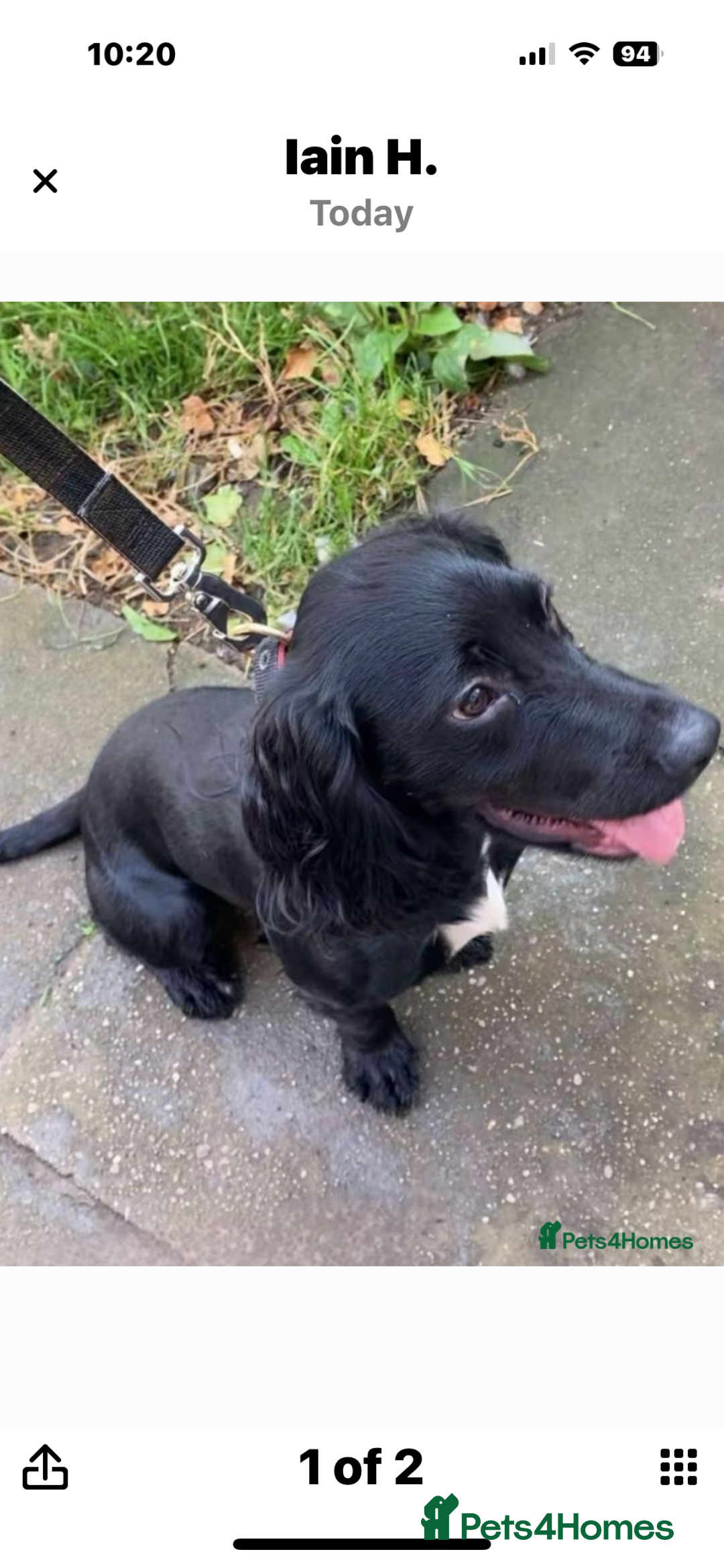 Cocker Spaniel dogs for sale: Cocker spaniel male 14 months old - Image 1