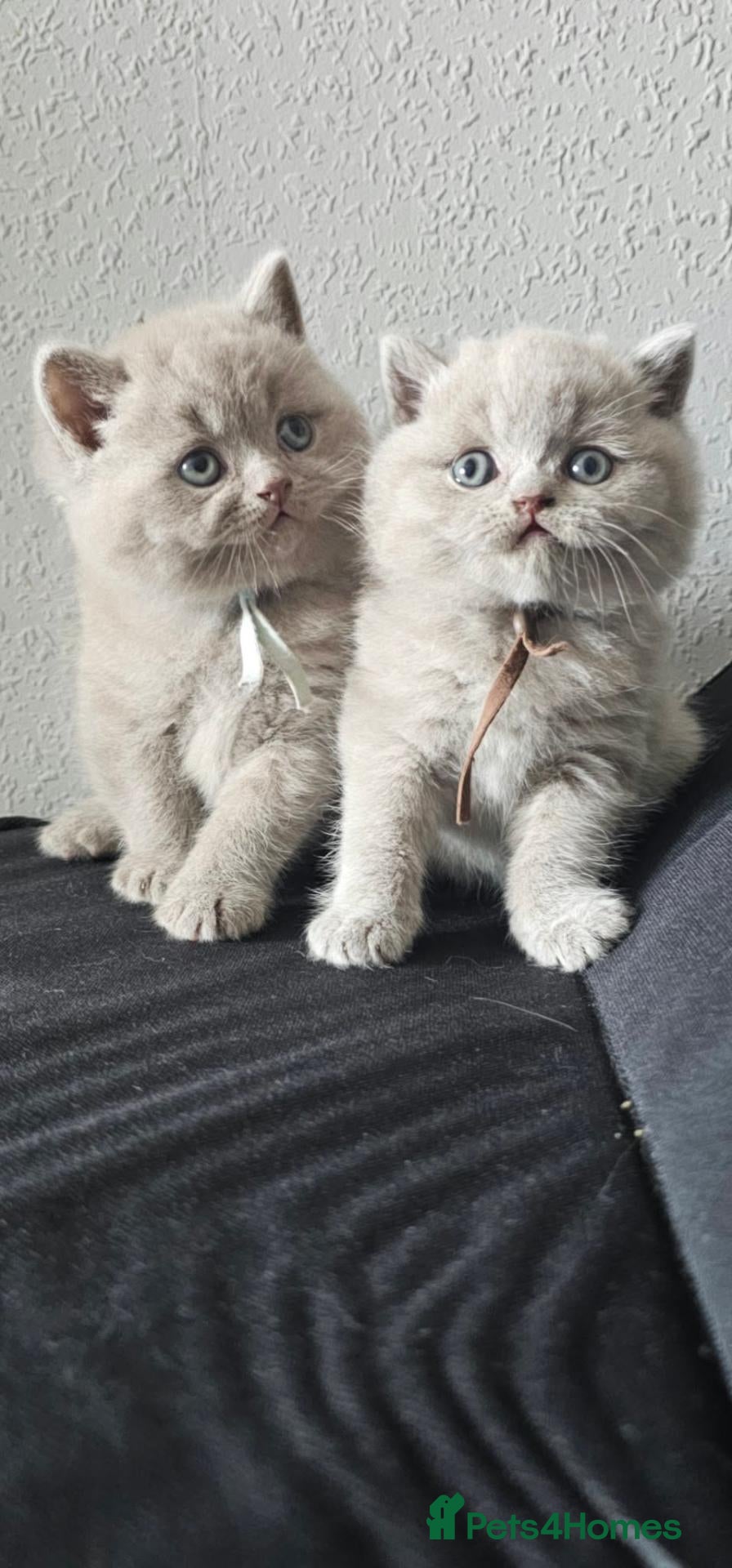British Shorthair cats British Shorthair Male Kittens - Advert 1