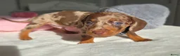 Miniature Dachshund dogs for sale: 🖤 Stunning Miniature Dachshunds 🖤 - Advert 21
