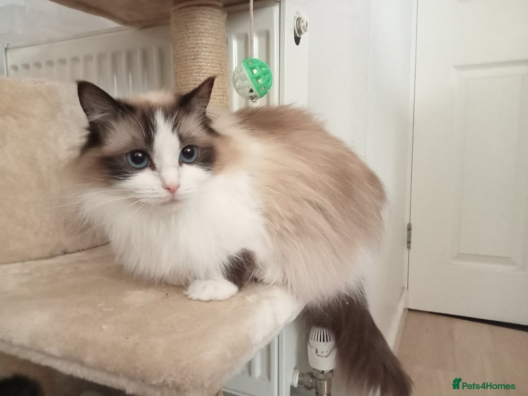 Ragdoll cats for sale: Purebred ragdoll kittens  - Image 6