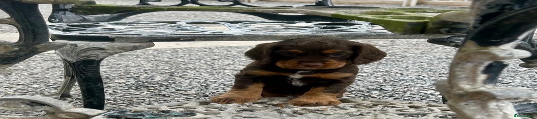 Cocker Spaniel Puppy 4