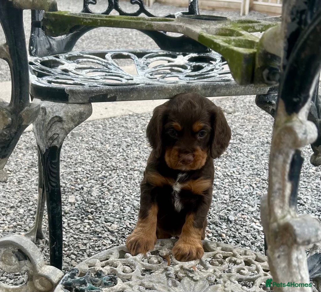 Cocker Spaniel dogs for sale: Stunning KC Reg Working Cocker Spaniels Pups  - Image 2