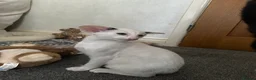 Oriental cats for sale: Bicolour male kitten - Advert 2