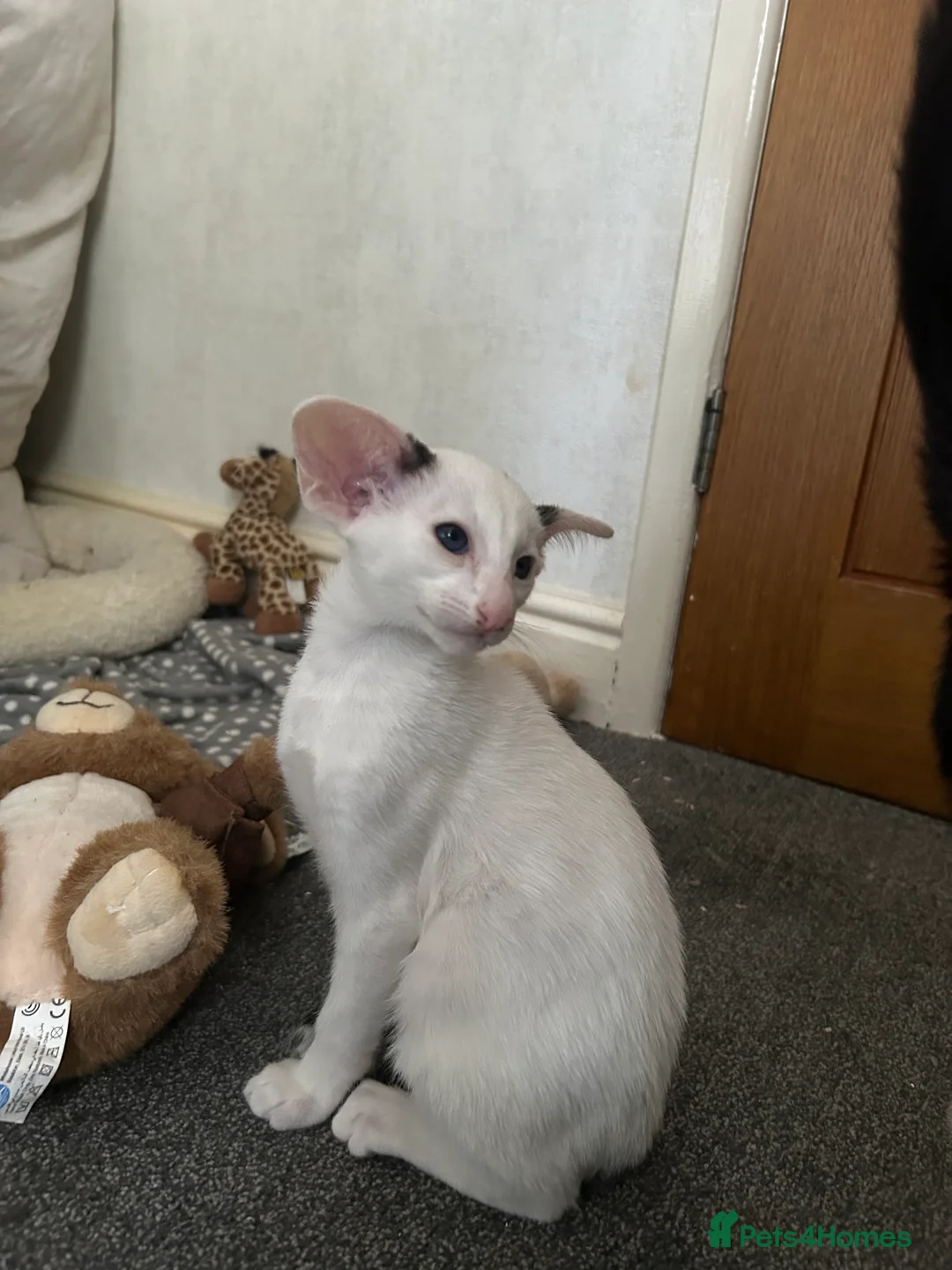 Oriental cats for sale: Bicolour male kitten - Advert 2