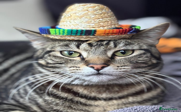 Domestic Shorthair cats - Advert 2