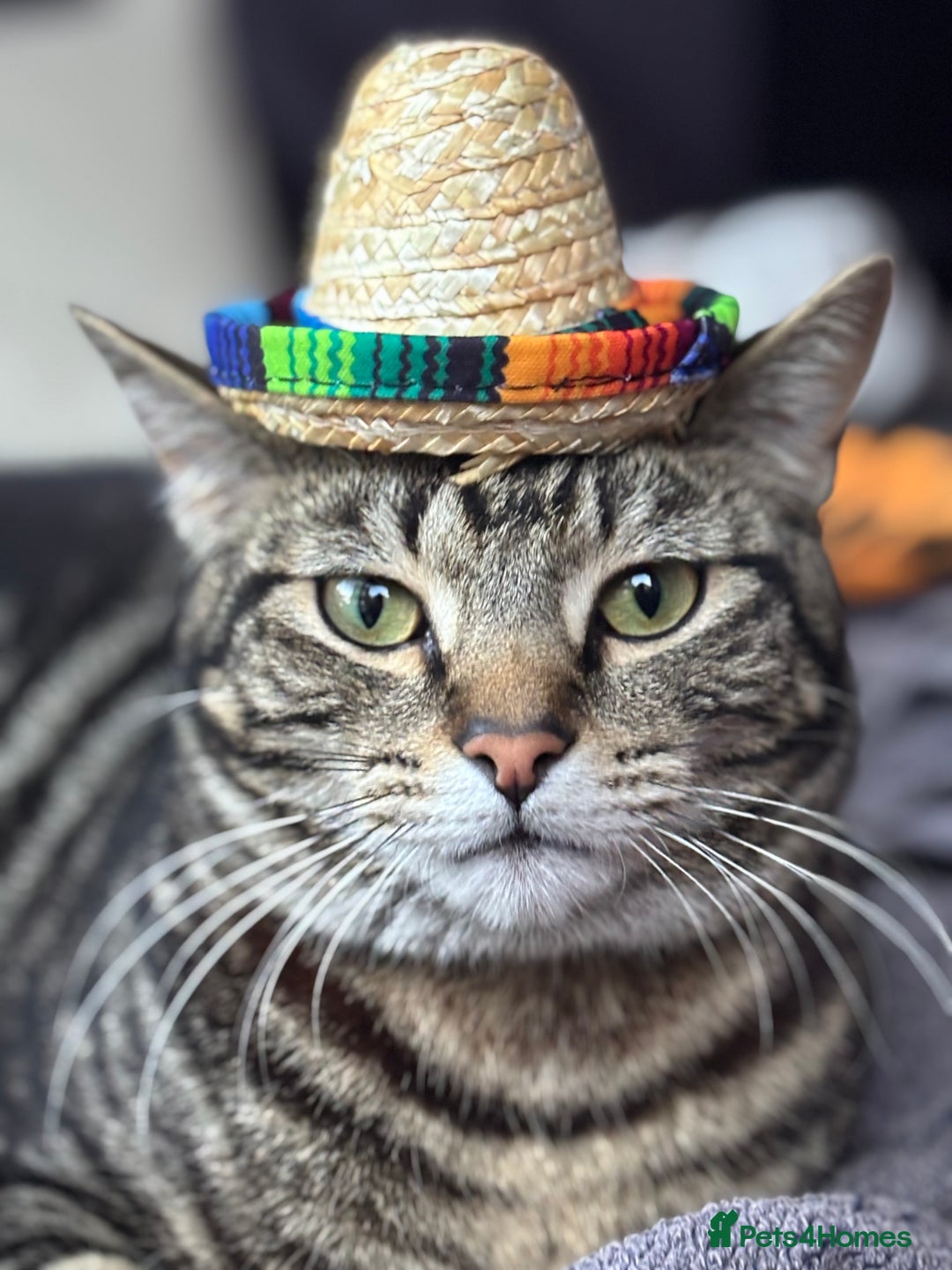 Domestic Shorthair cats for sale: Male Tabby Cat - Image 1
