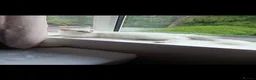 Turkish Angora cats for sale: Turkish angora female - Advert 3
