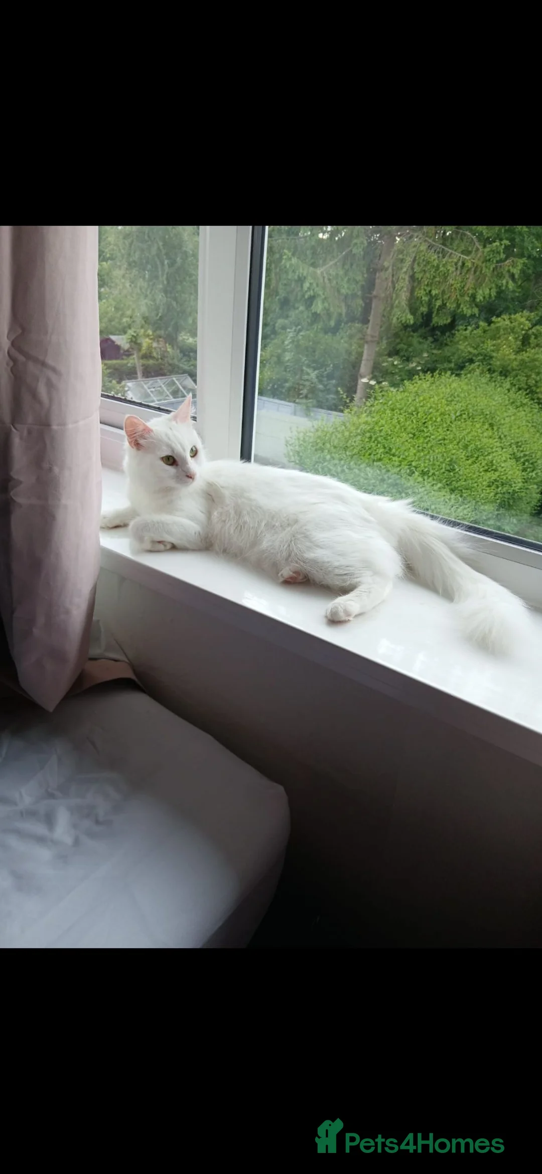 Turkish Angora cats for sale: Turkish angora female - Advert 3