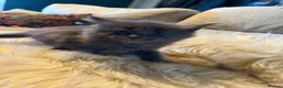Maine Coon cats for sale: Maine Coon kittens  - Advert 12