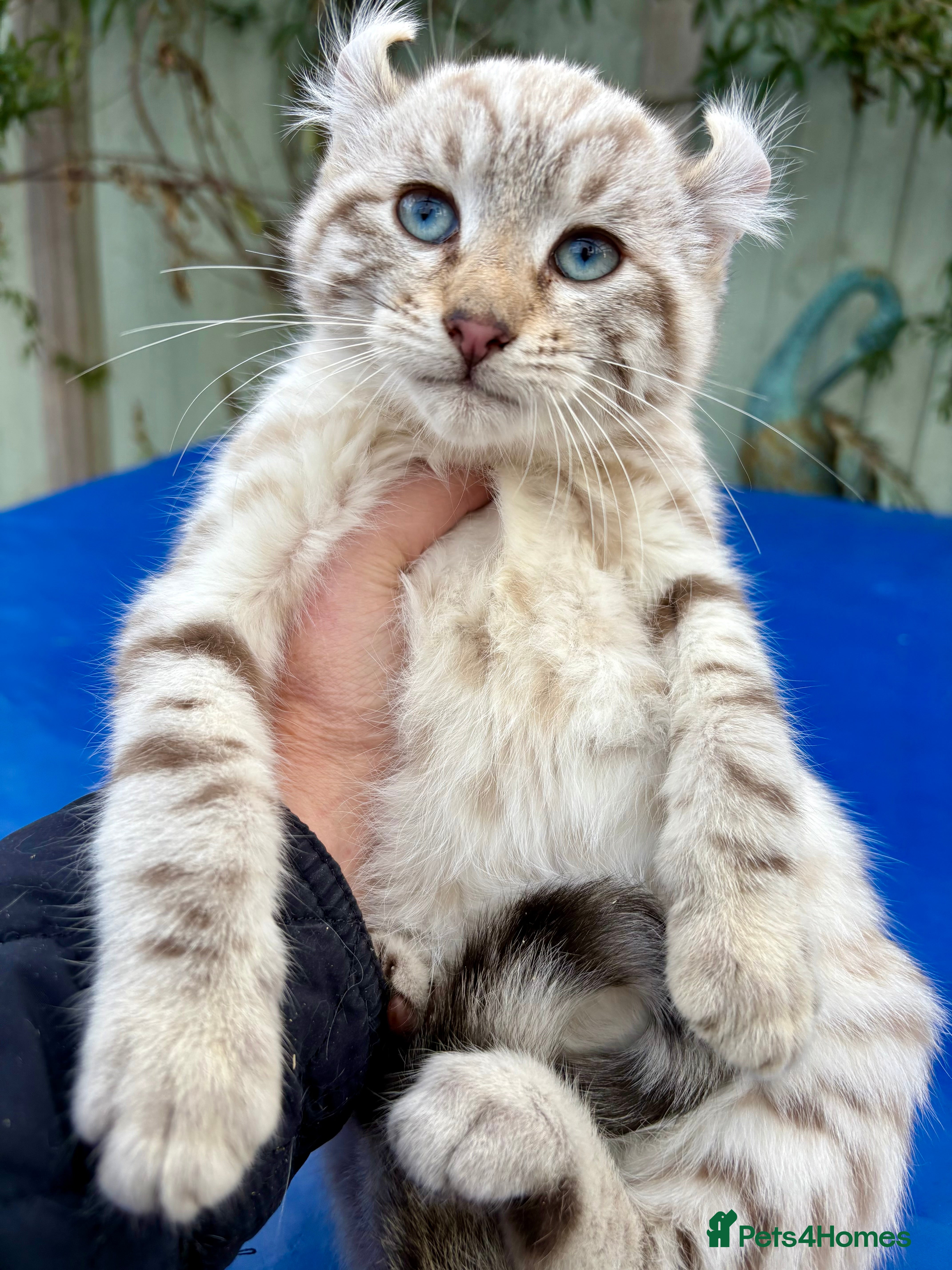 Savannah cats Superb wild looking snow leopard male  - Advert 1
