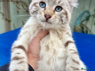 Savannah cats Superb wild looking snow leopard male - Advert 1