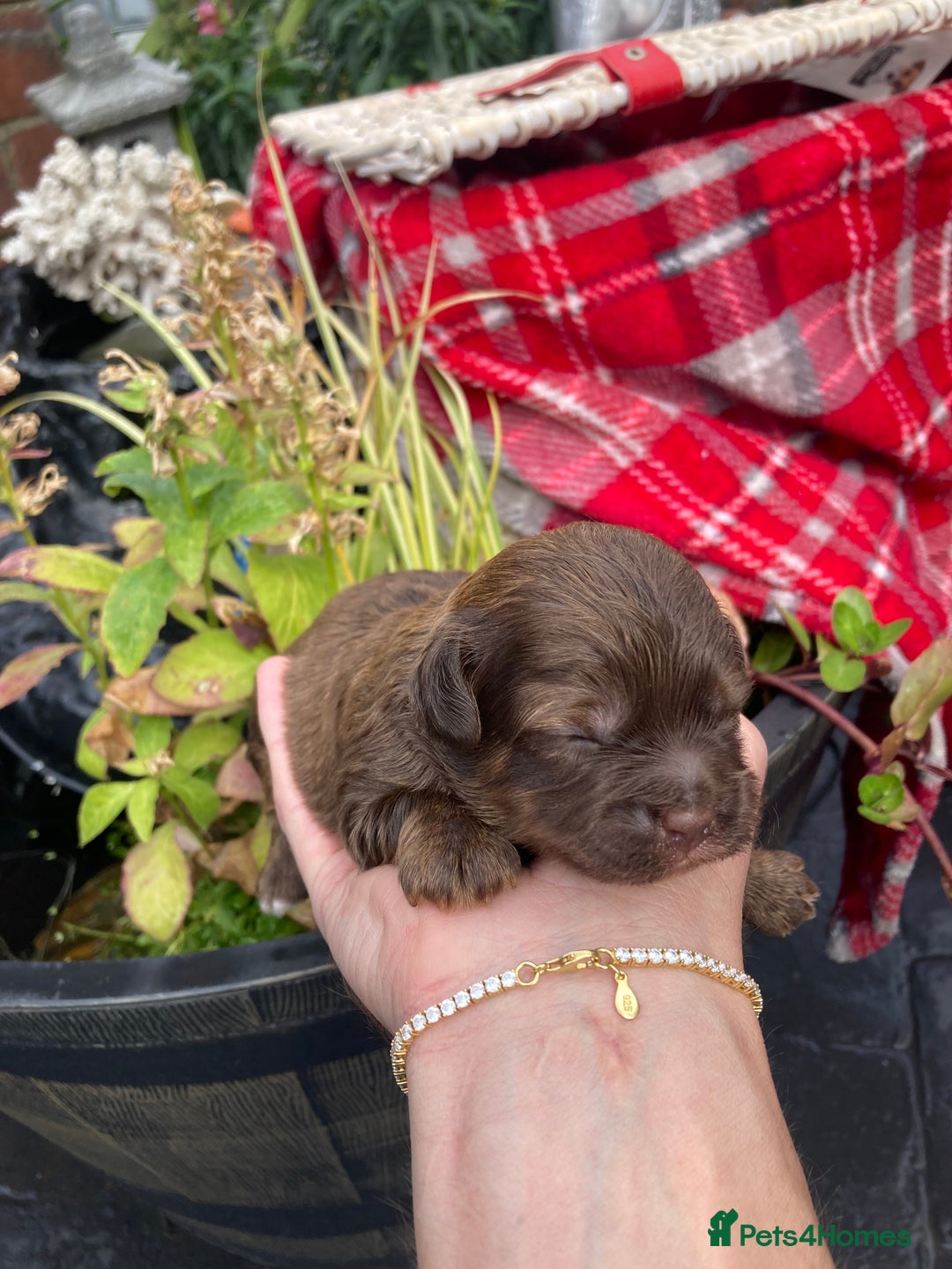 Shihpoo dogs for sale: Read the advert 5 star rated Toy shihpoo puppies - Image 12