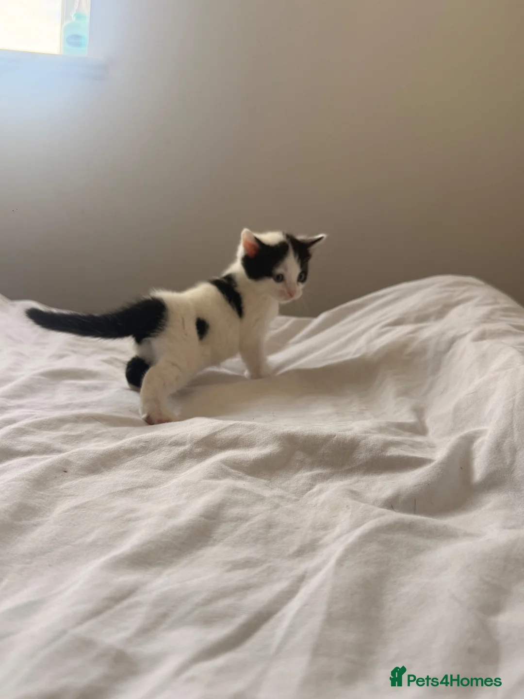 Mixed Breed cats for sale: 4 kittens  - Advert 2