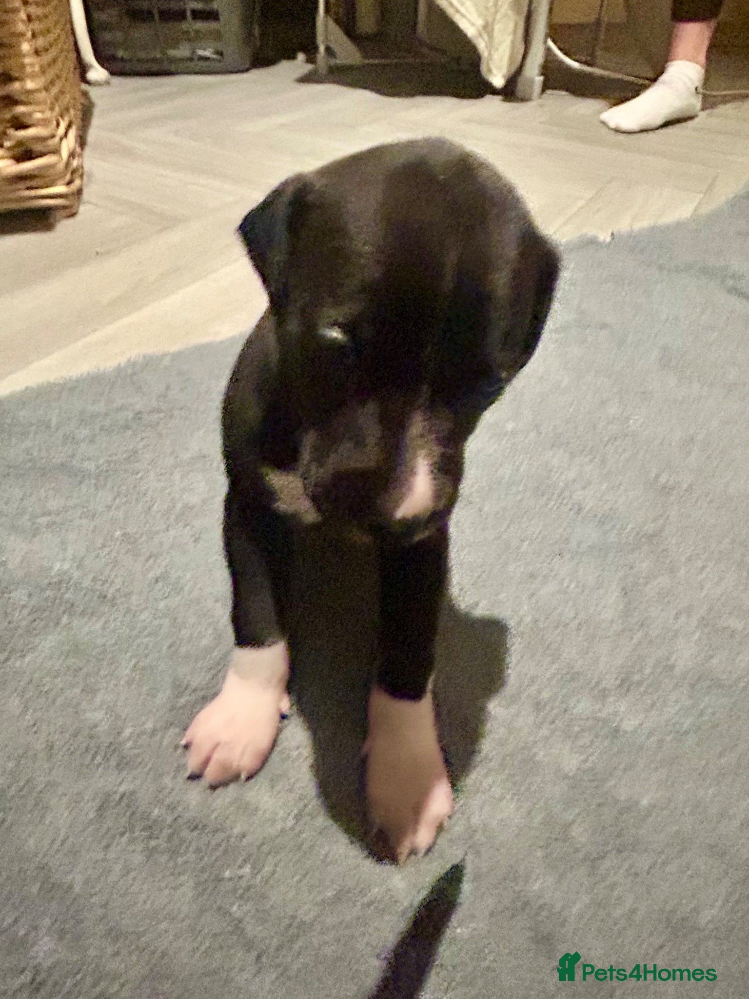 Mixed Breed dogs Italian greyhound x whippet pups - Advert 19