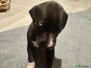 Mixed Breed dogs Italian greyhound x whippet pups - Advert 19