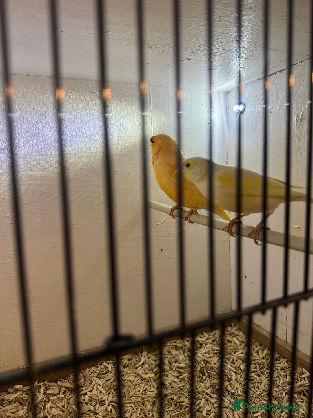 Canaries birds for sale: Canaries, budgies and love birds  - Advert 2