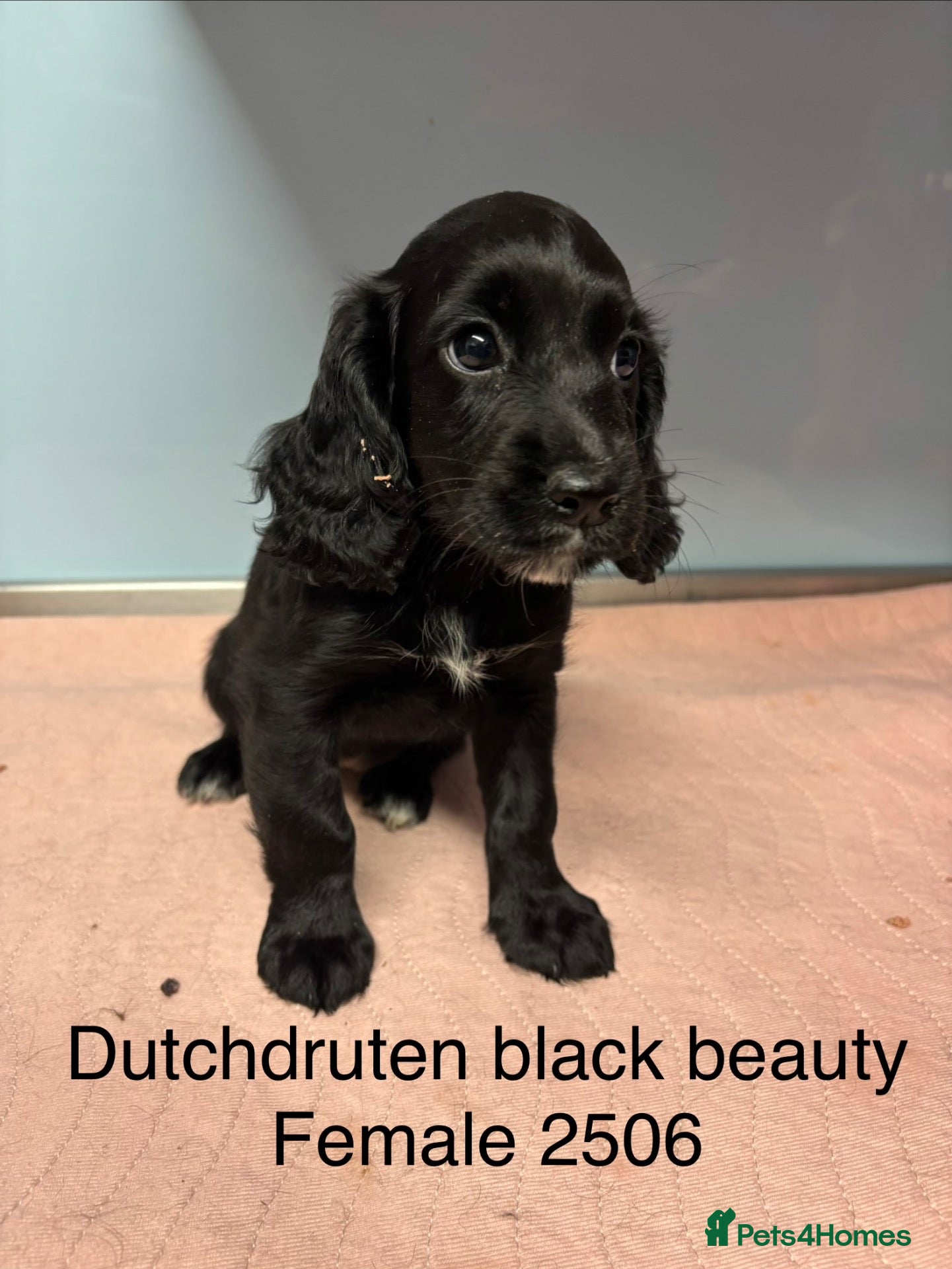 Cocker Spaniel dogs Kc working type cocker spaniels  - Advert 2