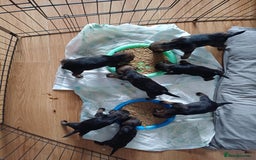 Border Terrier dogs for sale: Slem clear stunning boarder terrier puppies  - Image 7