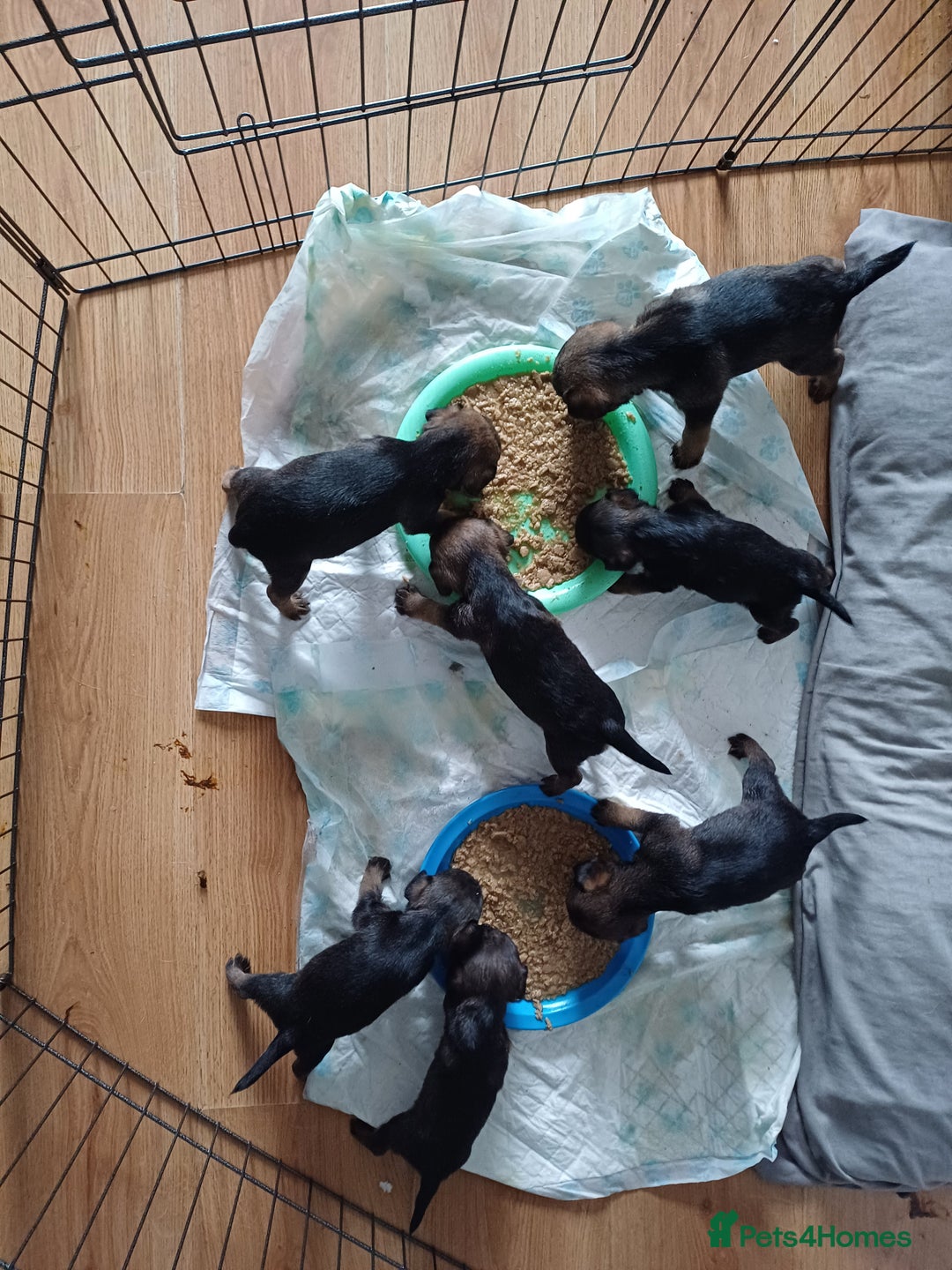 Border Terrier dogs for sale: Slem clear stunning boarder terrier puppies  - Image 7