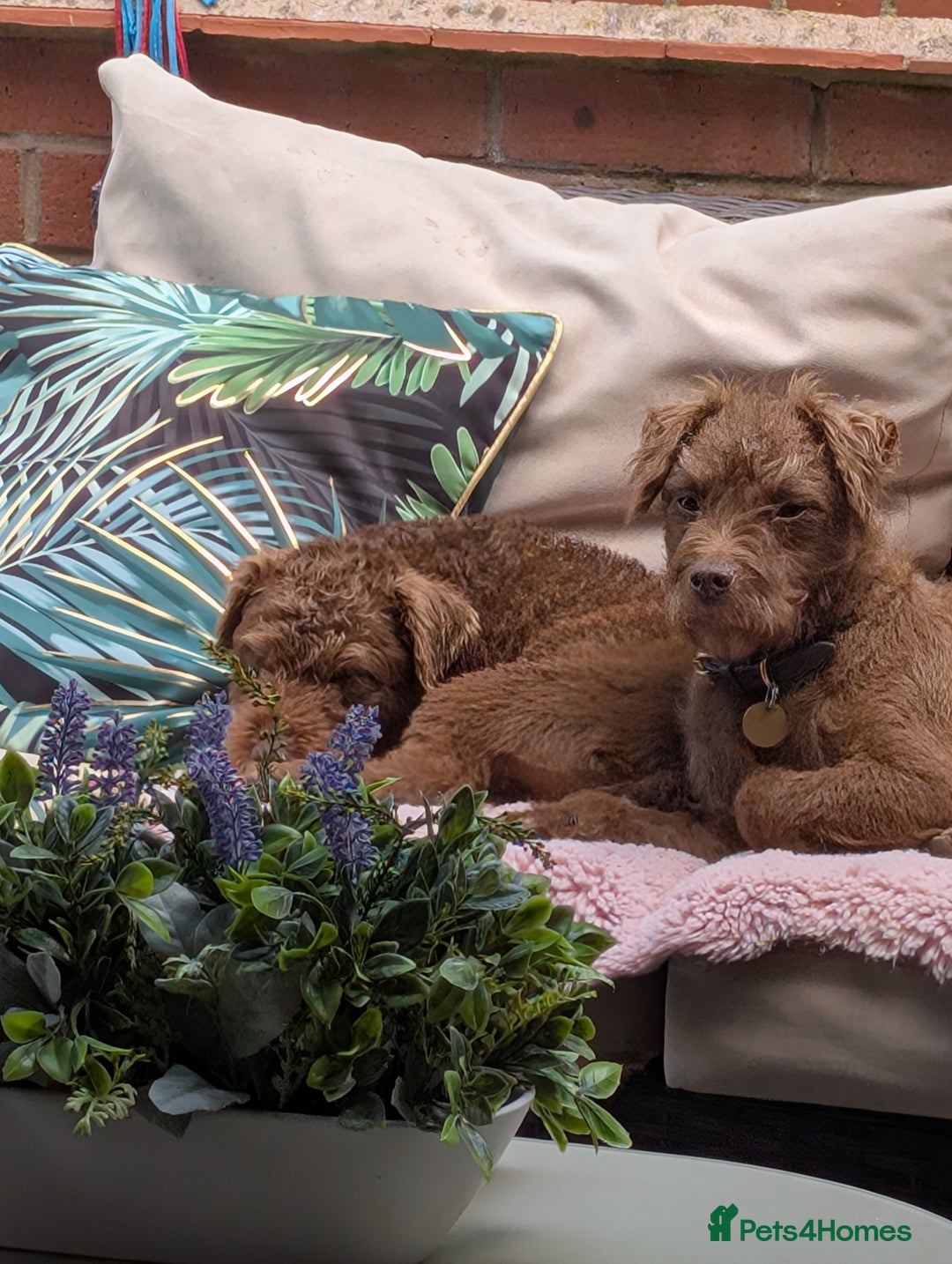Patterdale Terrier dogs for sale: Fell Terrier  - Image 9