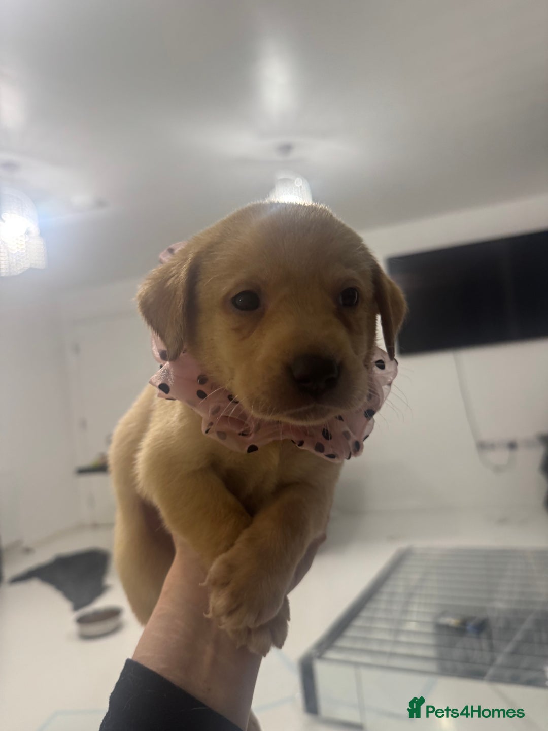 Labrador Retriever dogs for sale: Full breed Labrador retriever puppy’s  - Image 12