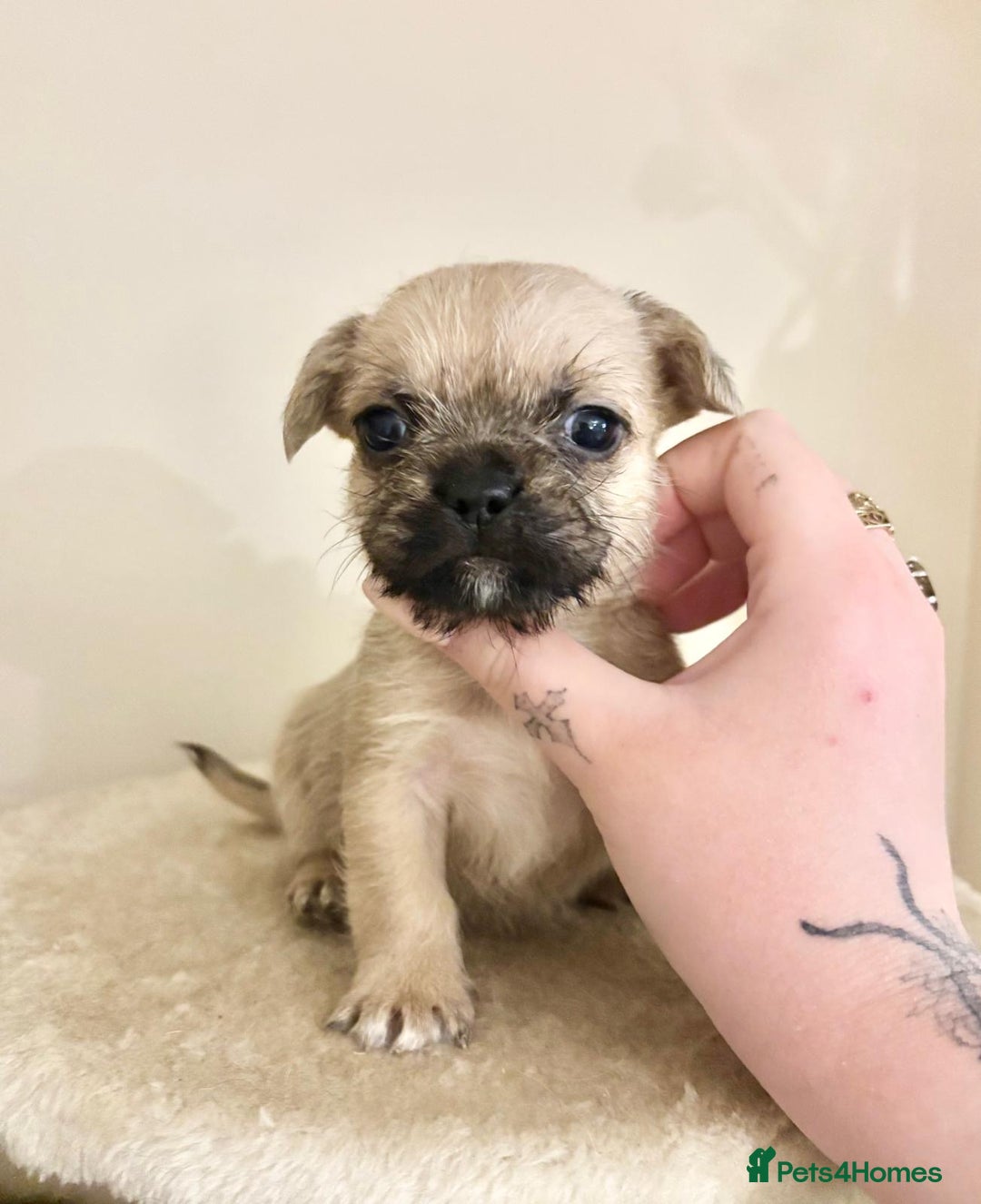 Mixed Breed dogs for sale: 3 gorgeous pups ready now - Image 10