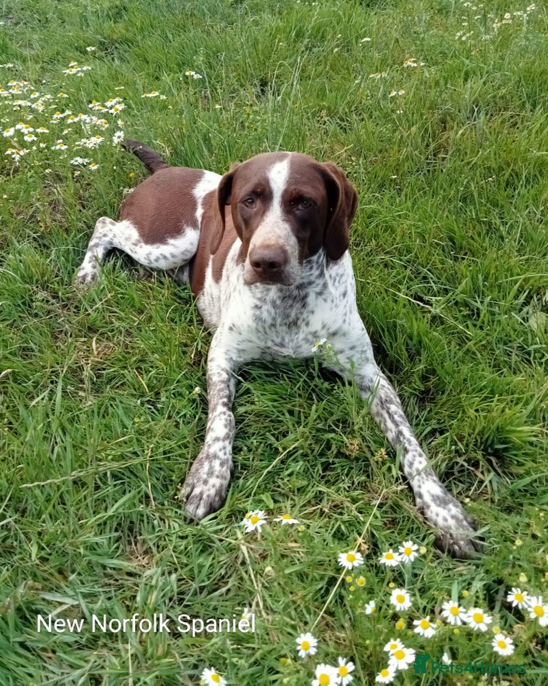 Mixed Breed dogs for sale: New Norfolk Spaniels- Ready Now - Image 20