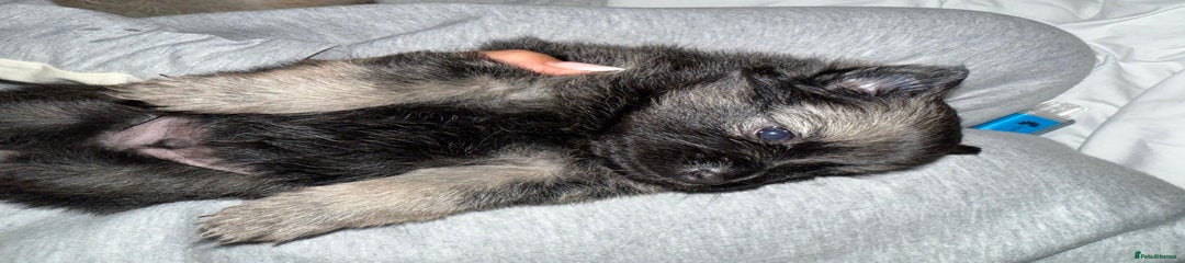 Pomeranian Puppy 1