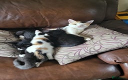 Mixed Breed cats for sale: GRAND FARM KITTENS FOR SALE - Image 2