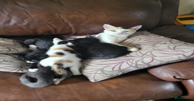 Mixed Breed cats - Advert 13