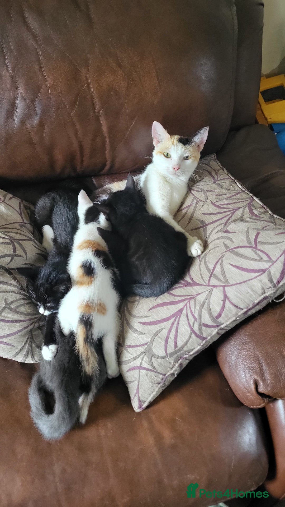 Mixed Breed cats for sale: GRAND FARM KITTENS FOR SALE - Image 2
