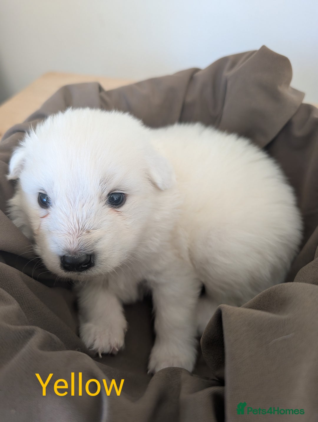 Samoyed dogs for sale: Samoyed Puppies for Sale! - Image 9