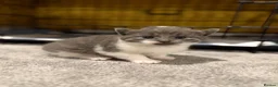 Mixed Breed cats for sale: 5 beautiful kittens  - Advert 6