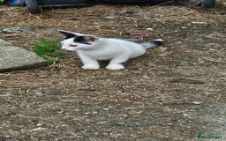 Domestic Shorthair cats for sale: 2 Black and White male kittens  - Image 18