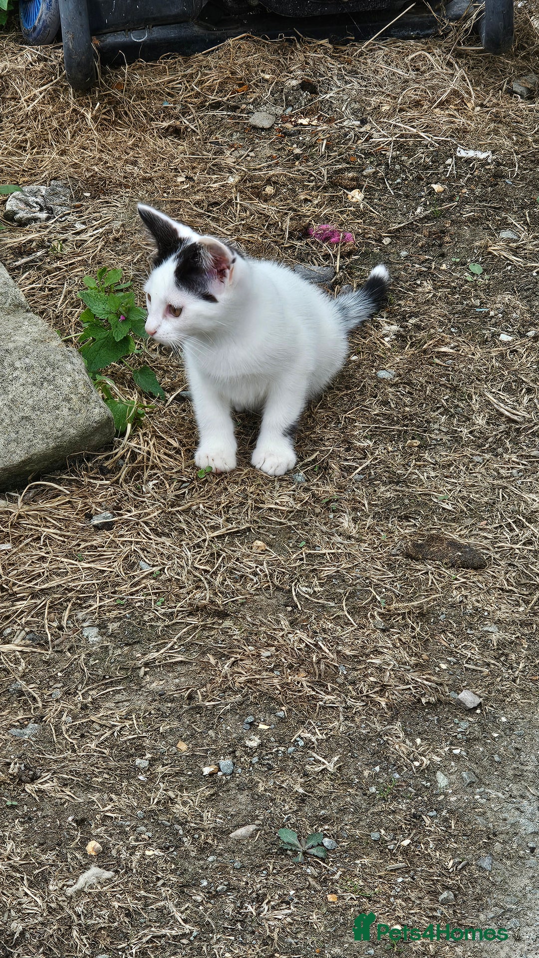 Domestic Shorthair cats for sale: 2 Black and White male kittens  - Image 18