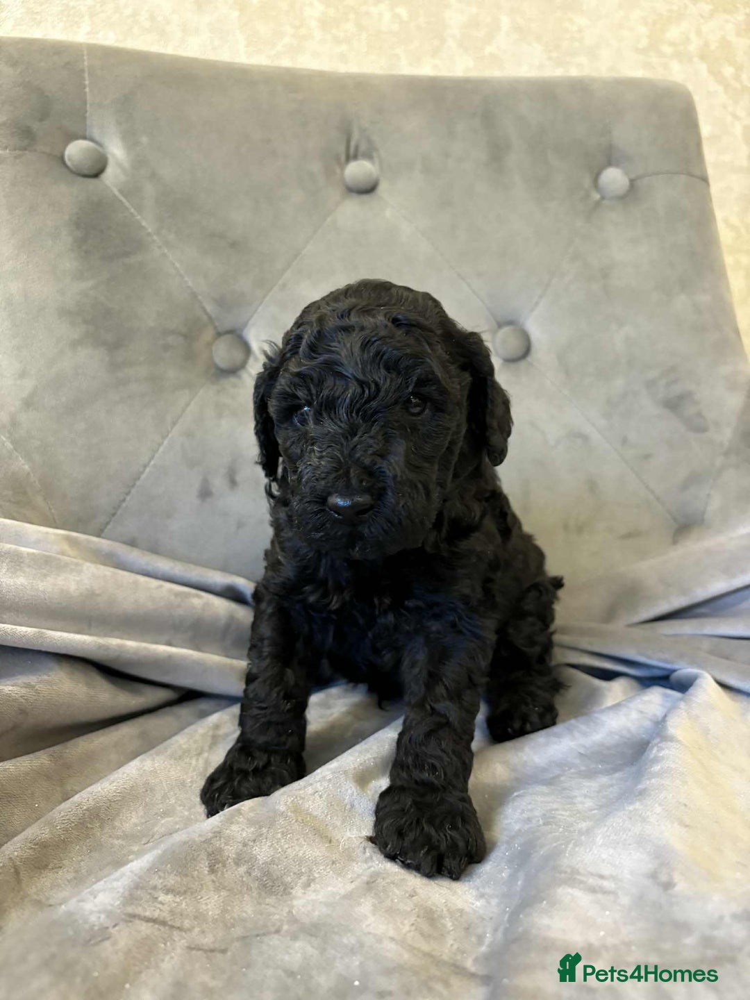 Mini Goldendoodle dogs for sale: LAST 2❗️Miniature goldenoodle pups ready now🏡🌟  - Advert 19