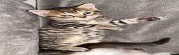 Mixed Breed cats for sale: Beautiful kittens looking for homes  - Advert 3