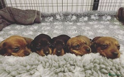 Dachshund dogs for stud: Proven Choc and Tan Dachshund for Stud in Swindon - Image 12