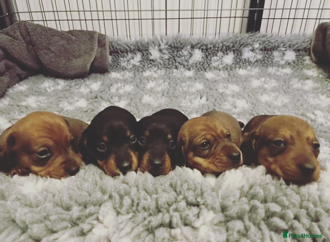 Dachshund dogs for stud: Proven Choc and Tan Dachshund for Stud in Swindon - Advert 12