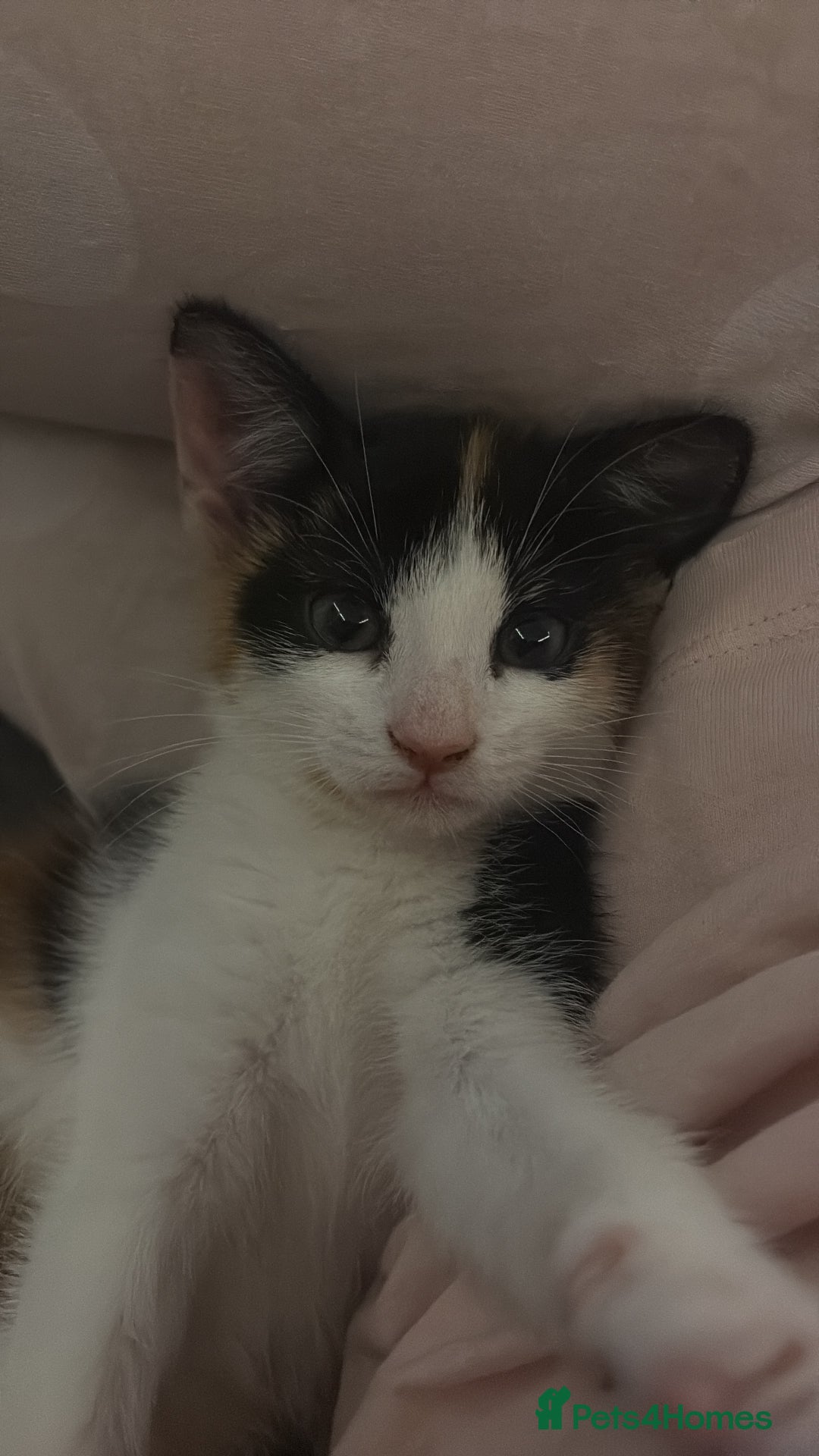 Domestic Shorthair cats for sale: Female calico kitten  - Advert 2